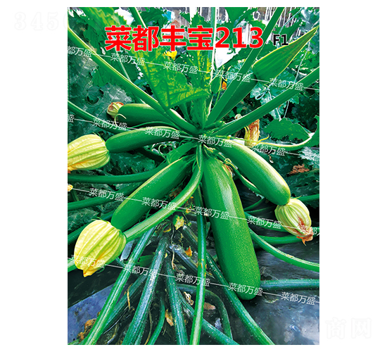 �˶��S��213-�����J�N��-�˶��fʢ