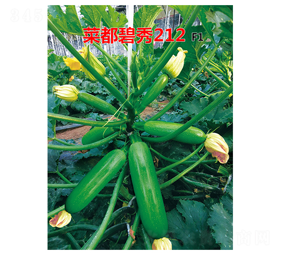 �˶�����212-�����J�N��-�˶��f(w��n)ʢ