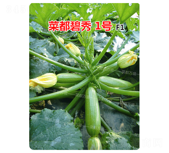 菜都碧秀1號-西葫蘆種子-菜都萬盛