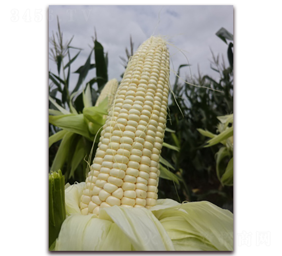 金糯1607-糯玉米種子-方圓種業(yè)