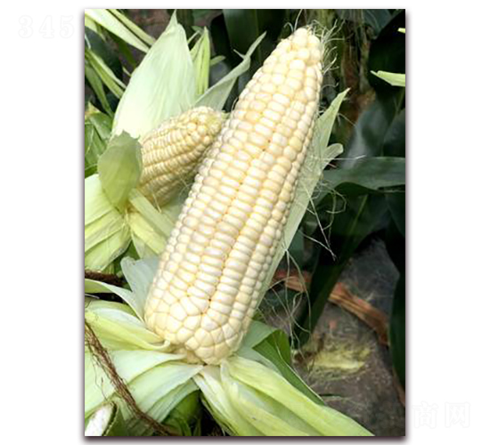 澳甜糯75-糯玉米種子-方圓種業(yè)