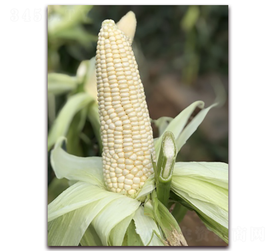 澳甜糯65-糯玉米種子-方圓種業(yè)