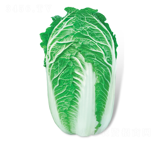 冬日春成-大白菜種子-方圓種業(yè)