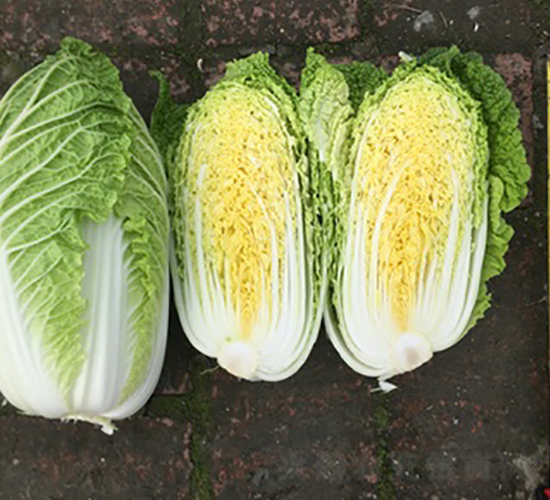 春生極早-大白菜種子-方圓種業(yè)