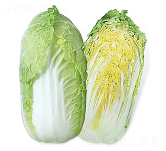 春魂-大白菜種子-方圓種業(yè)