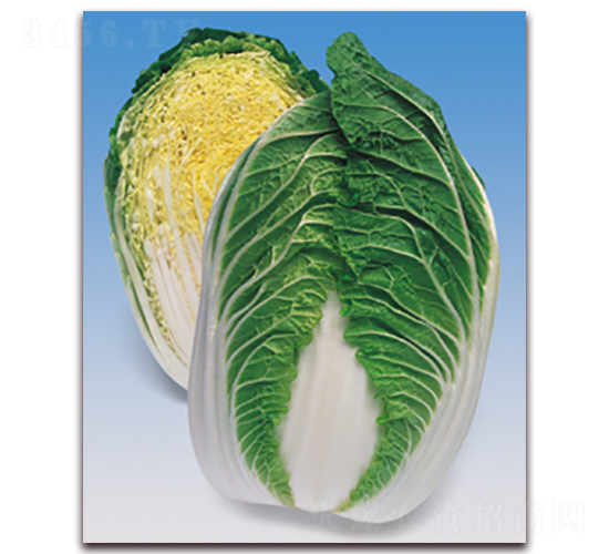春?；?大白菜種子-方圓種業(yè)