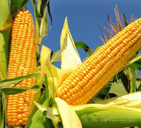 山農(nóng)202-玉米種子-信源種業(yè)