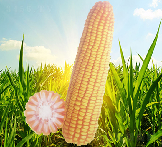 晉單71-玉米種子-信源種業(yè)