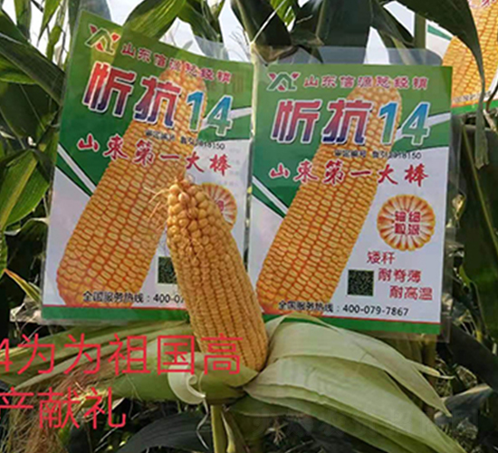 忻抗14-玉米種子-信源種業(yè)