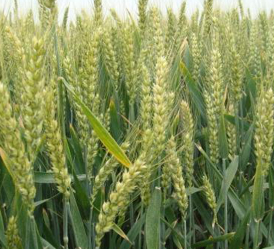 喜麥203-小麥種子-信源種業(yè)