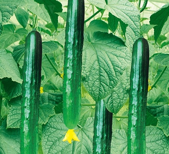 ����-�S�ϷN��-��Ļ��