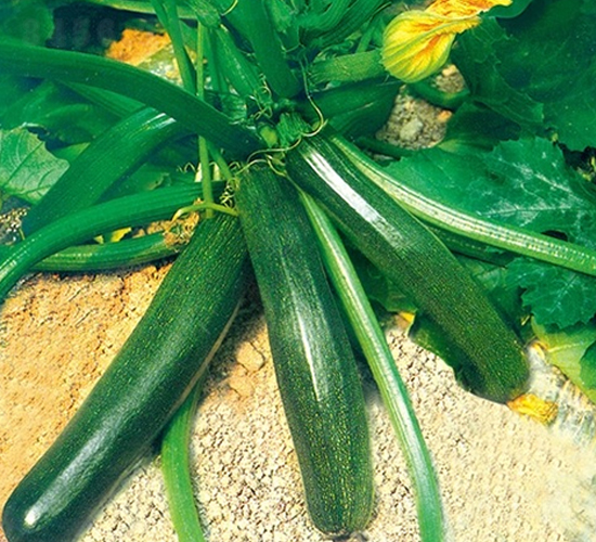 ���S-�����J�N��-��Ļ��