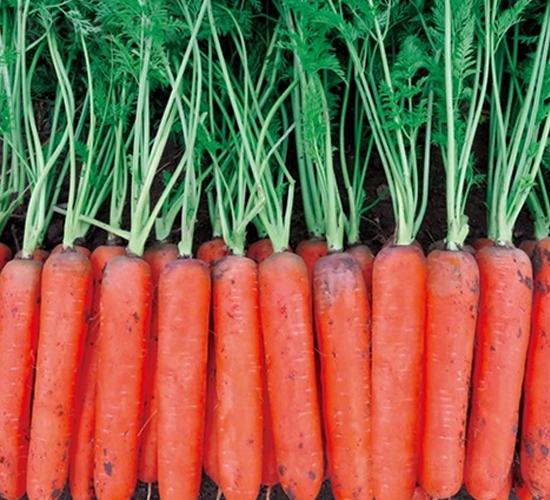 Ļ��-���}���N��-��Ļ��