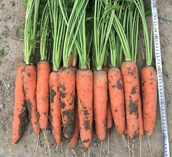 �t���R-���}���N��-��Ļ��