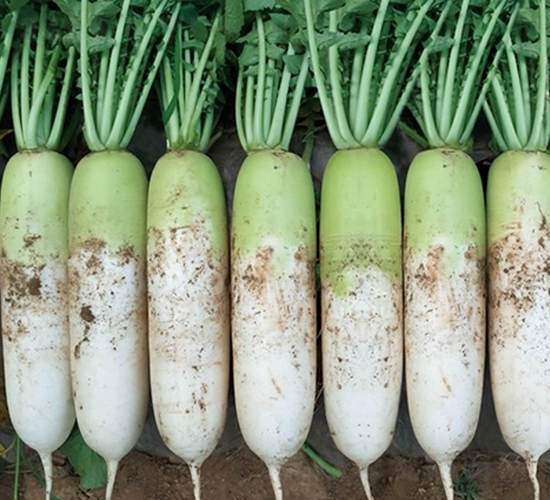 ��Ļ��592-�}���N��-��Ļ��