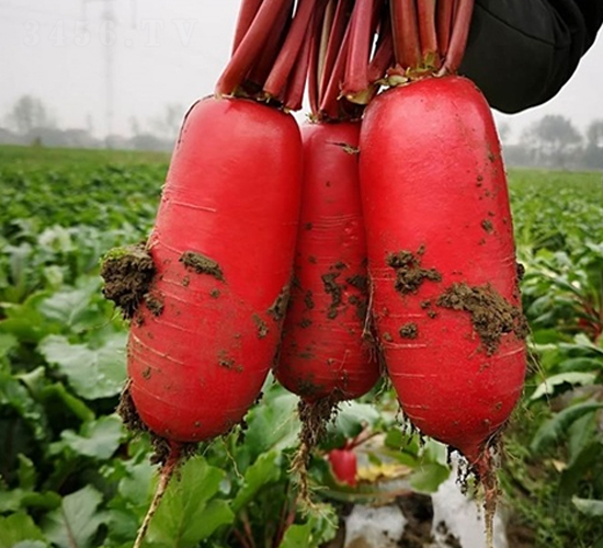 Ļ��t����̖-�}���N��-��Ļ��