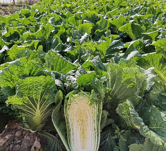 �����-�ײ˷N��-��Ļ��