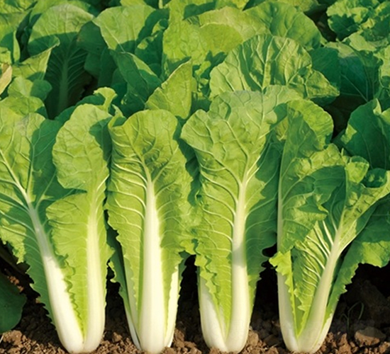 ��Ļ����2̖-�ײ˷N��-��Ļ��