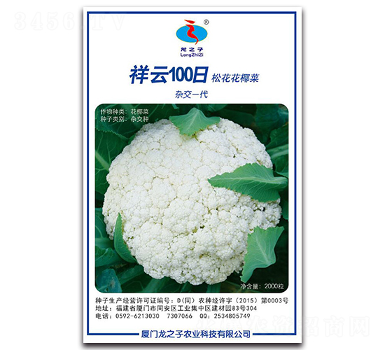 祥云100日-松花菜種子-龍之子