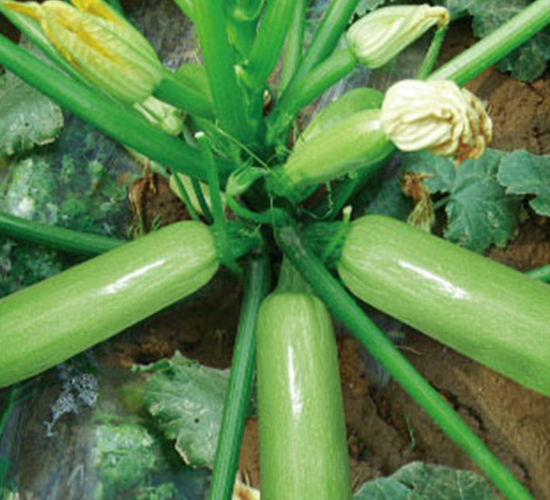 �P����̖-�����J�N��-�wِ�w