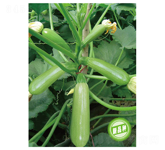 �P��ʮ��̖(h��o)-�����J�N��-�wِ�w