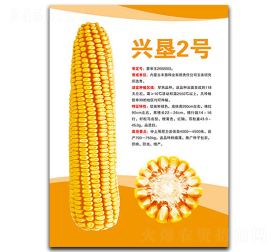興墾2號-玉米種子-豐墾種業(yè)