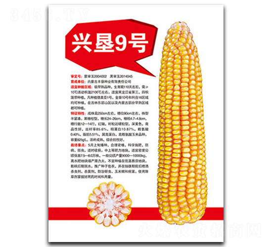 興墾9號(hào)-玉米種子-豐墾種業(yè)