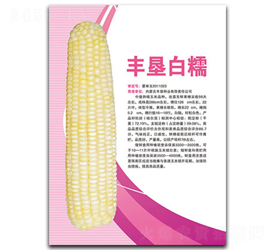 豐墾白糯-糯玉米種子-豐墾種業(yè)