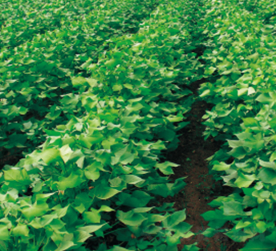 富雜棉3號(hào)-棉花種子-創(chuàng)富種業(yè)