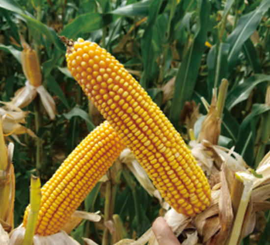 富玉121-玉米種子-創(chuàng)富種業(yè)