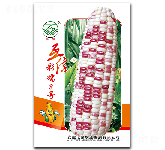 互信彩糯8號-糯玉米種子-億豪農(nóng)業(yè)