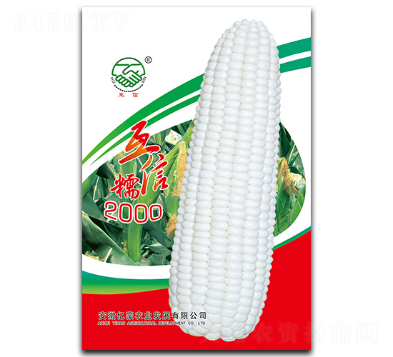互信糯2000-糯玉米種子-億豪農(nóng)業(yè)