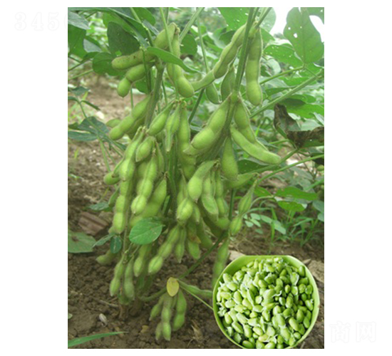 ���Ŵ���50-ë���N��-�|���r(n��ng)�I(y��)