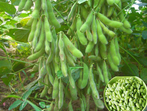 ����ǧ����-ë���N��-�|���r�I(y��)