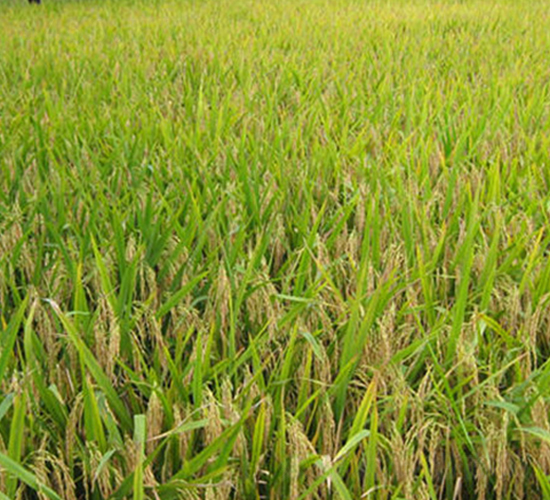 滁9507-水稻種子-理想種業(yè)