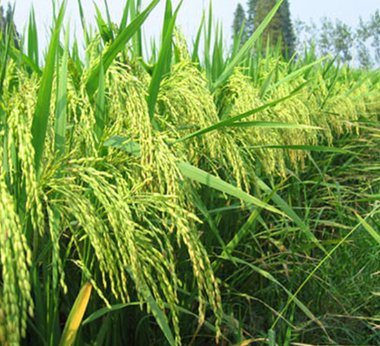 II優(yōu)1104-水稻種子-理想種業(yè)