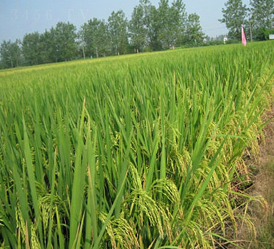 天勤1號-水稻種子-理想種業(yè)