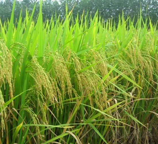 II優(yōu)48-水稻種子-理想種業(yè)