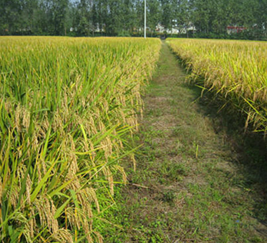 皖稻93號-水稻種子-理想種業(yè)