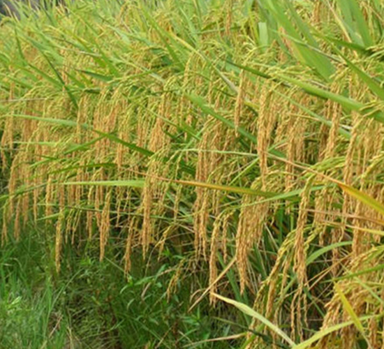 紫兩優(yōu)2號-水稻種子-理想種業(yè)