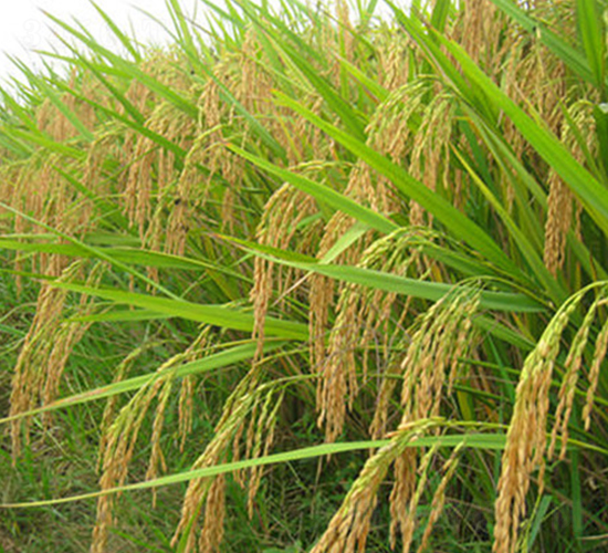 福兩優(yōu)5號(hào)-水稻種子-理想種業(yè)