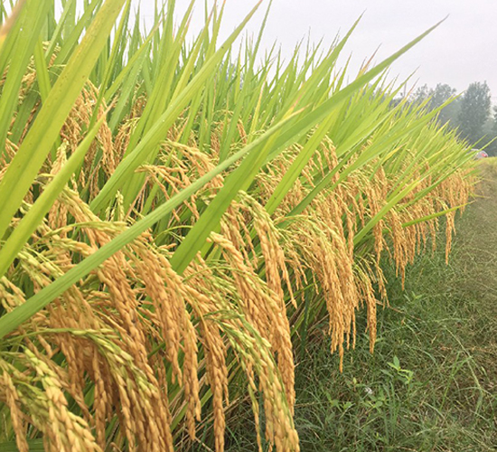 兩優(yōu)005-水稻種子-理想種業(yè)