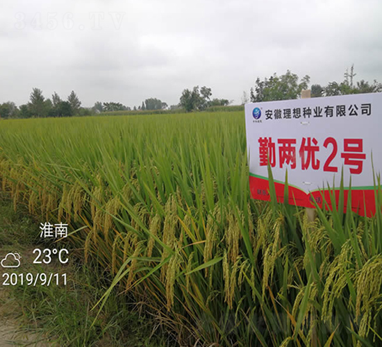 勤兩優(yōu)2號(hào)-水稻種子-理想種業(yè)