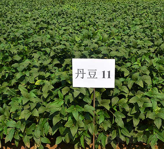 ����11̖-�󶹷N��-����N�I(y��)