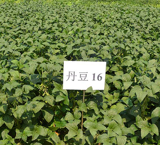 ����16̖-�󶹷N��-����N�I(y��)