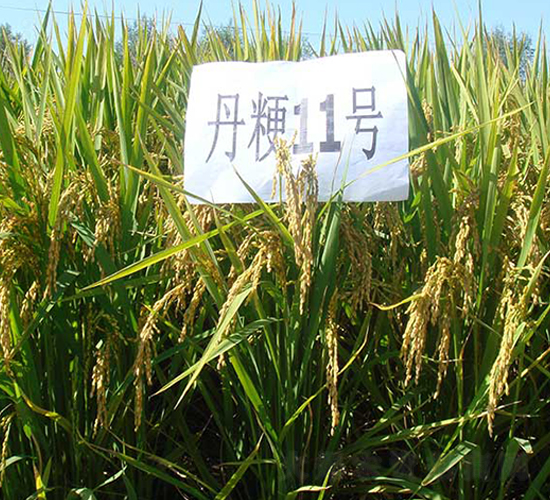 丹粳11號-水稻種子-丹玉種業(yè)
