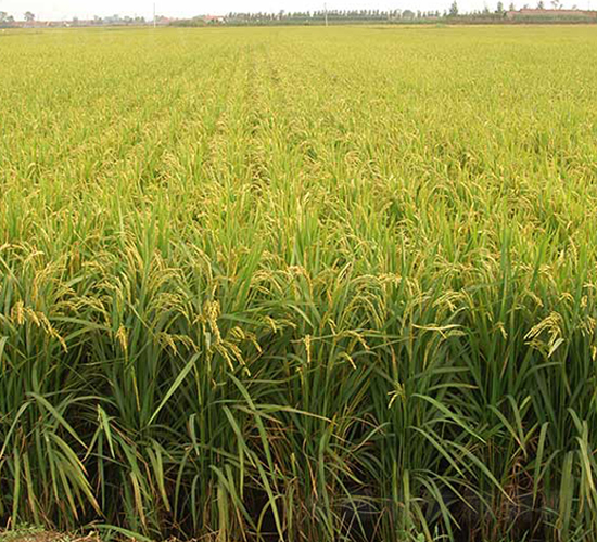 丹粳7號(hào)-水稻種子-丹玉種業(yè)