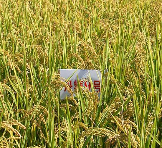 丹粳9號(hào)-水稻種子-丹玉種業(yè)