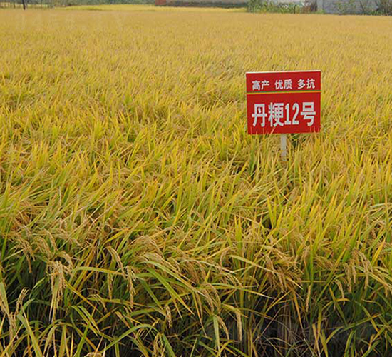 丹粳12號-水稻種子-丹玉種業(yè)