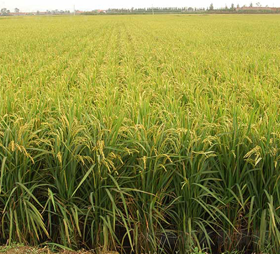 丹粳10號(hào)-水稻種子-丹玉種業(yè)